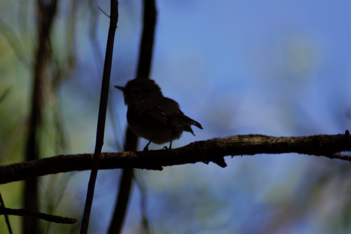 Mottle-cheeked Tyrannulet - ML617740016