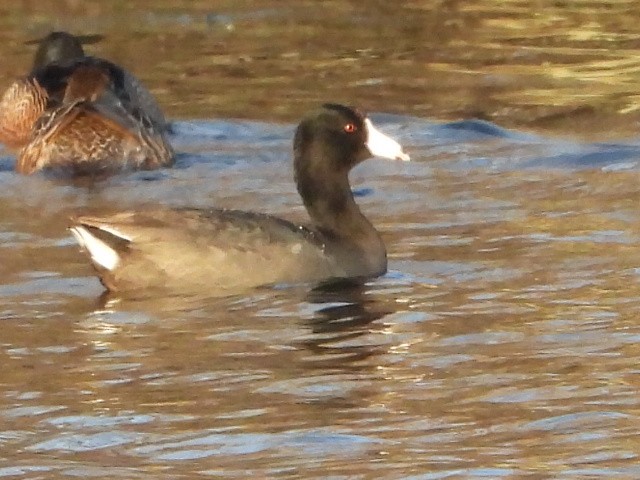 Foulque d'Amérique - ML617740037