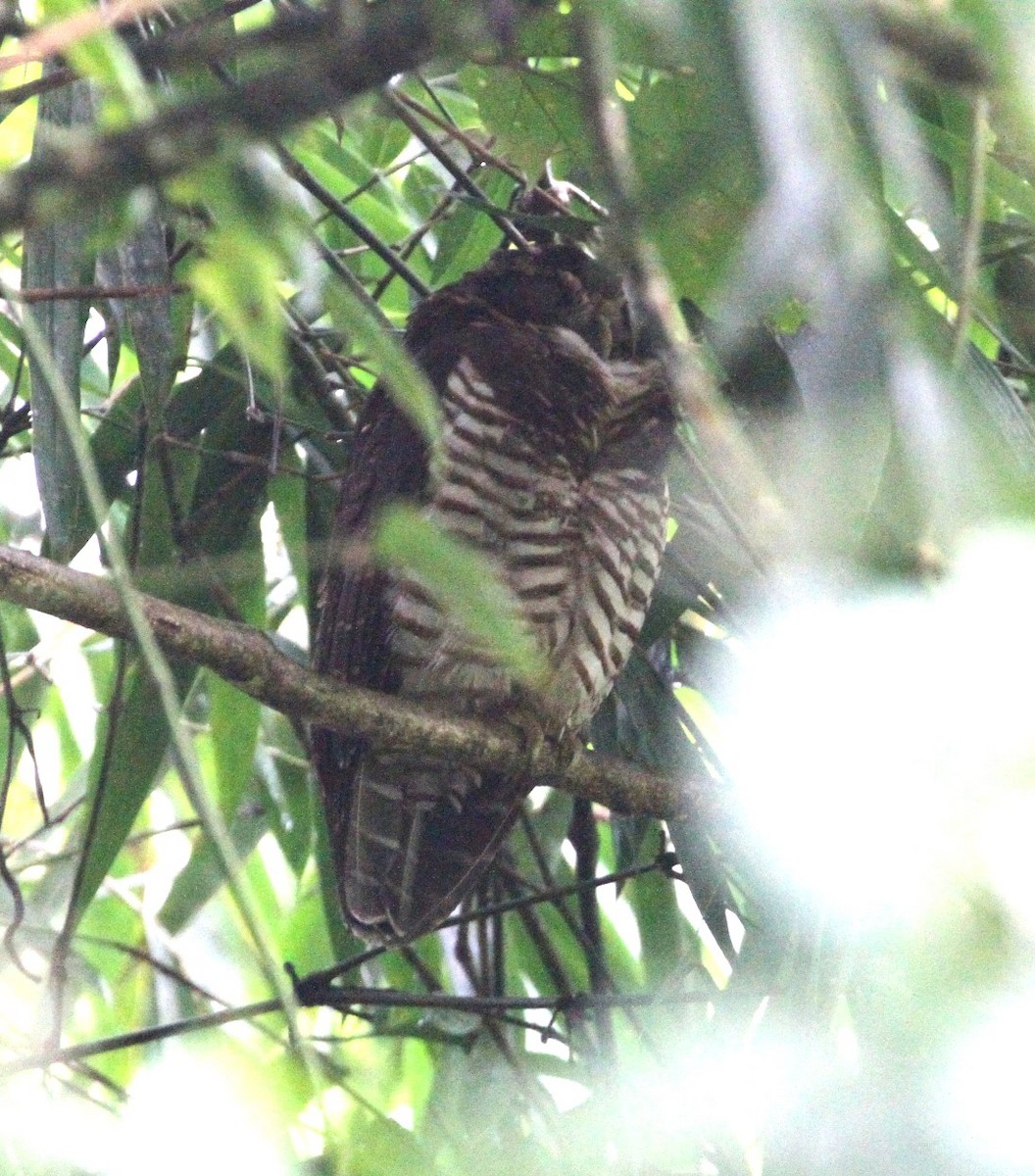 Lechuzón Acollarado Grande - ML617740040