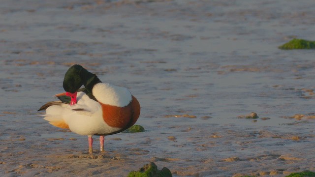 Common Shelduck - ML617740041