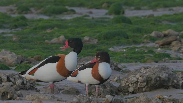 Common Shelduck - ML617740047