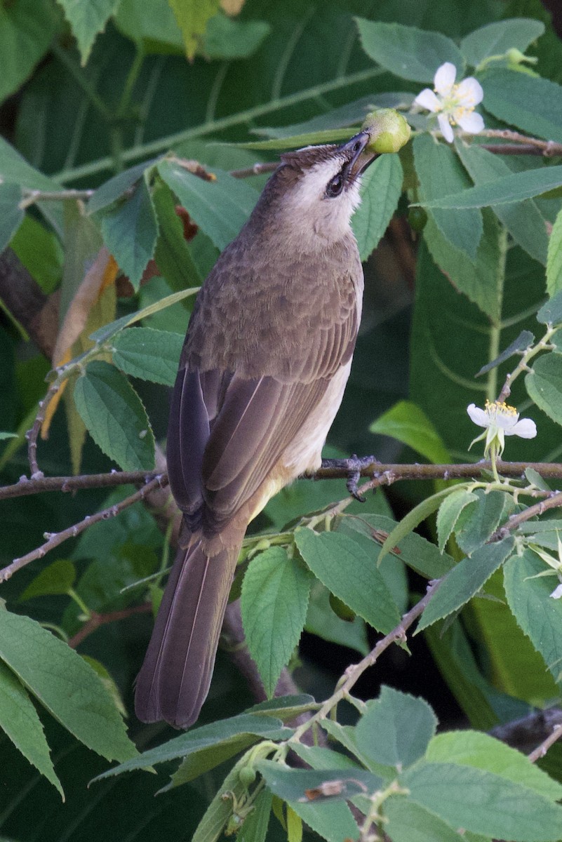 Yellow-vented Bulbul - ML617740048