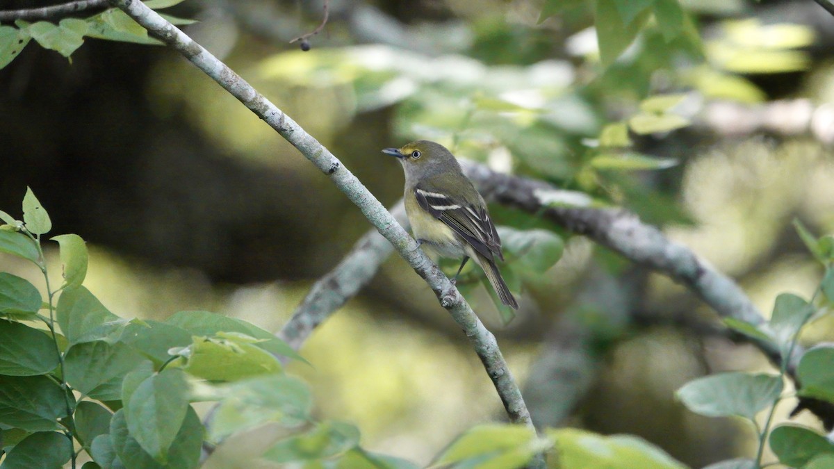 Viréo aux yeux blancs - ML617740054