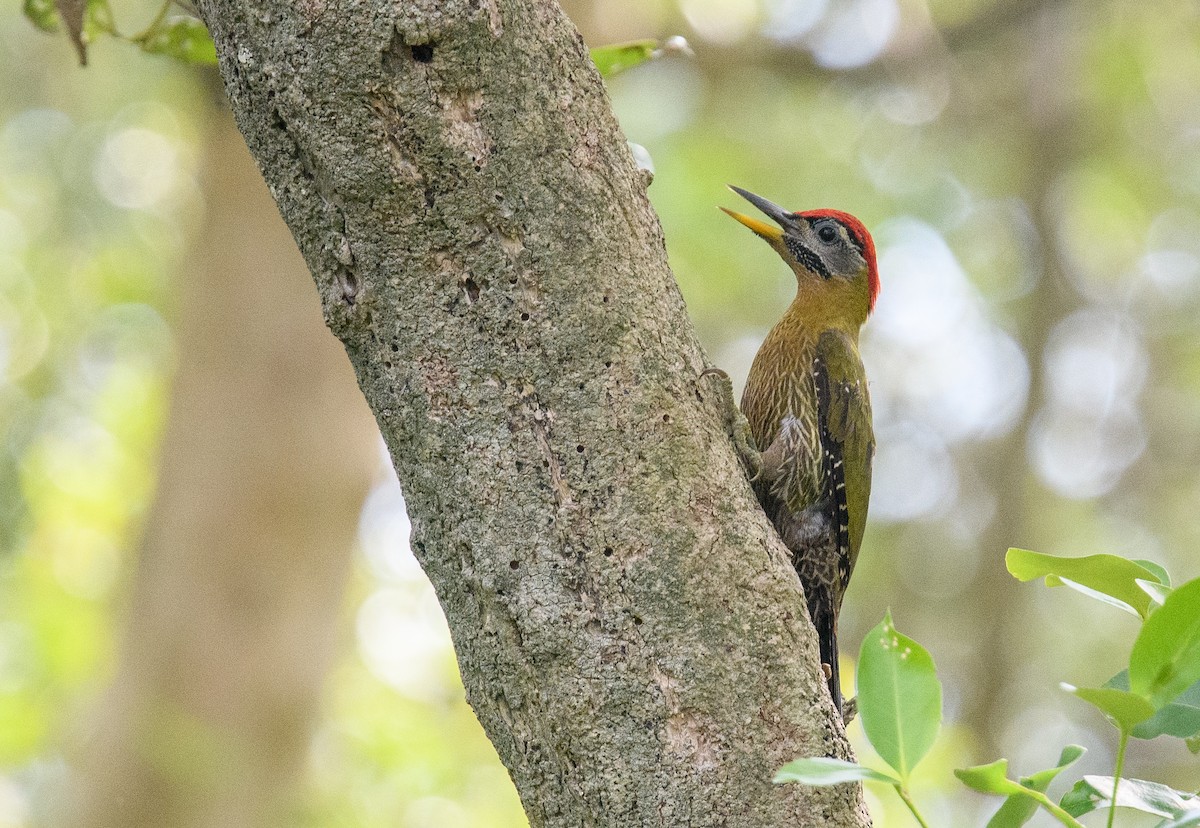 Streak-breasted Woodpecker - Jim Arnett