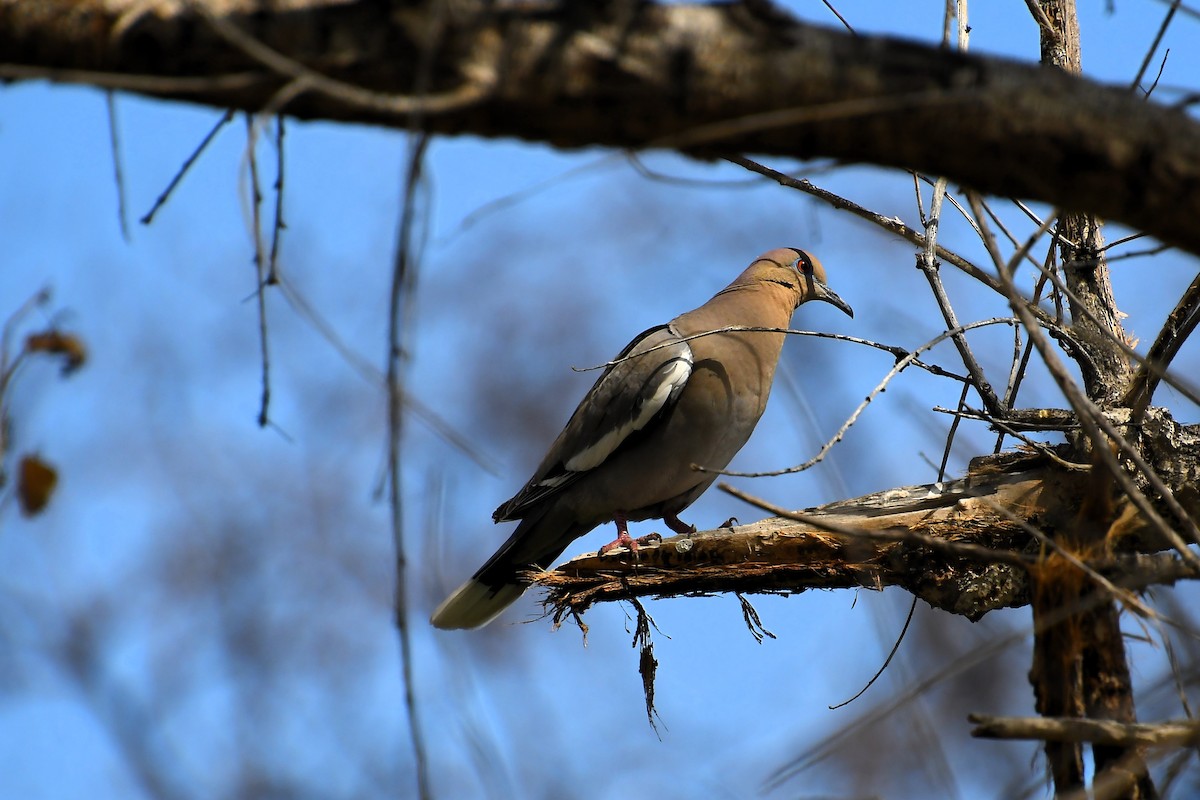 White-winged Dove - ML617740123