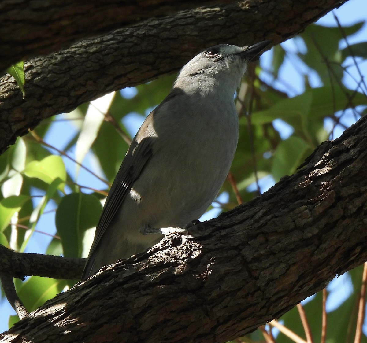 Gray Shrikethrush - ML617740143