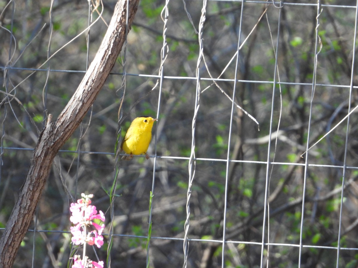 Wilson's Warbler - ML617740171