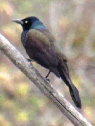 Common Grackle (Bronzed) - ML617740191