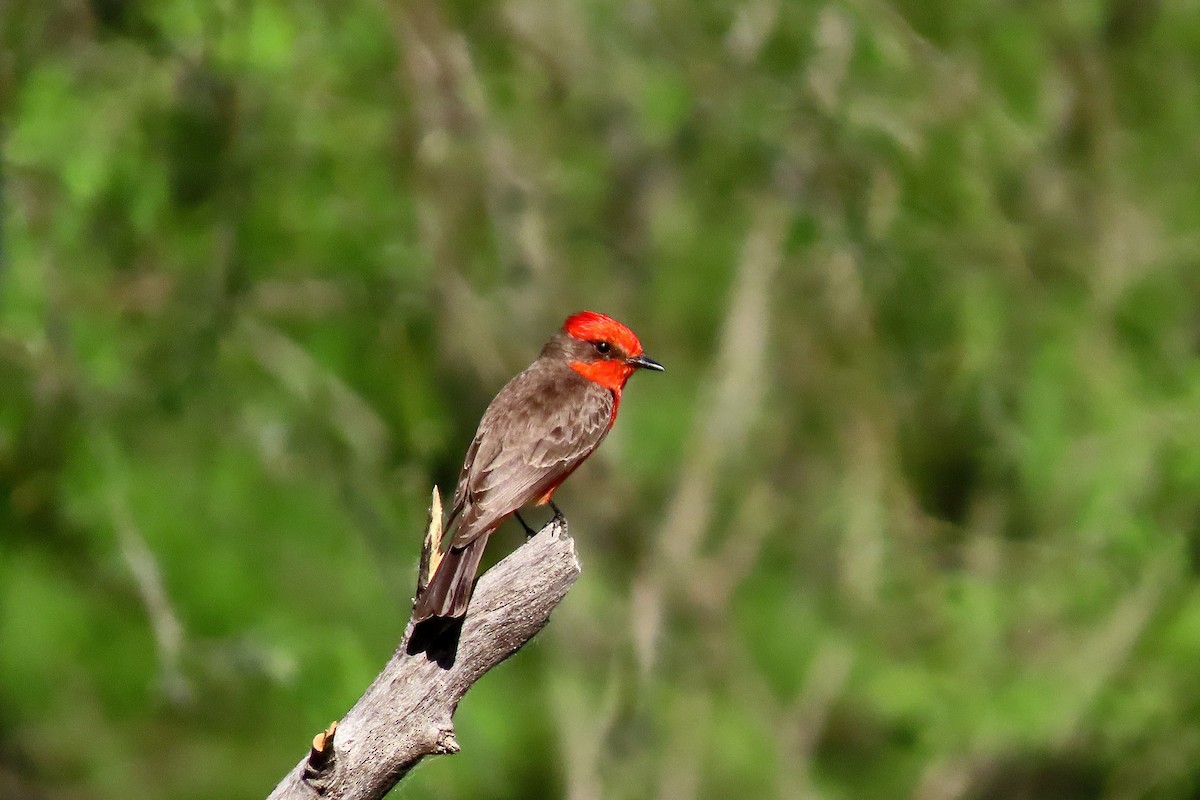 Vermilion Flycatcher - Phil Lyon