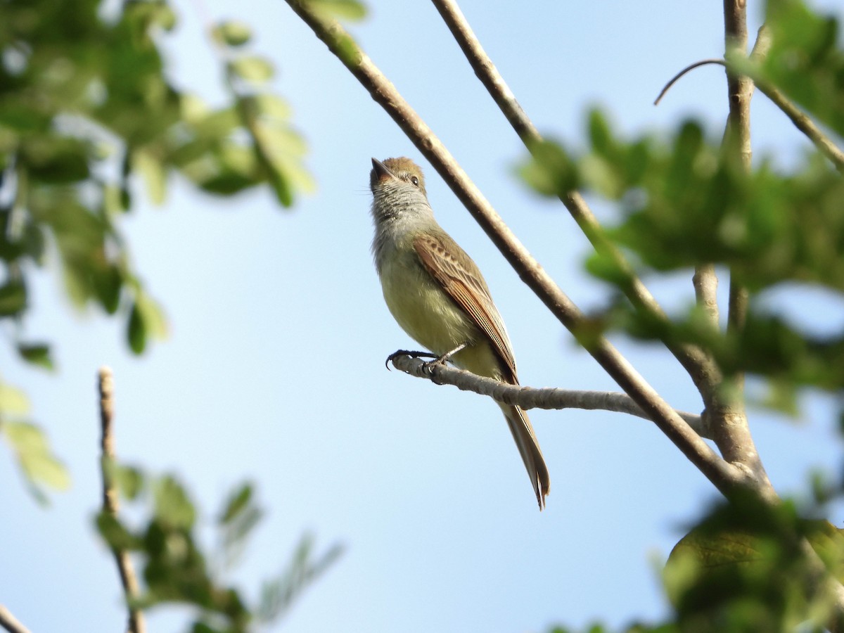 Dusky-capped Flycatcher (lawrenceii Group) - Jezreel Barac Rivadeneyra Fiscal