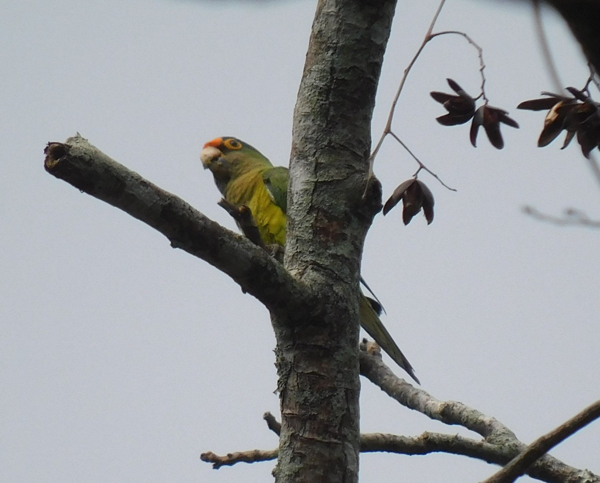 Orange-fronted Parakeet - Luis Manuel Gómez