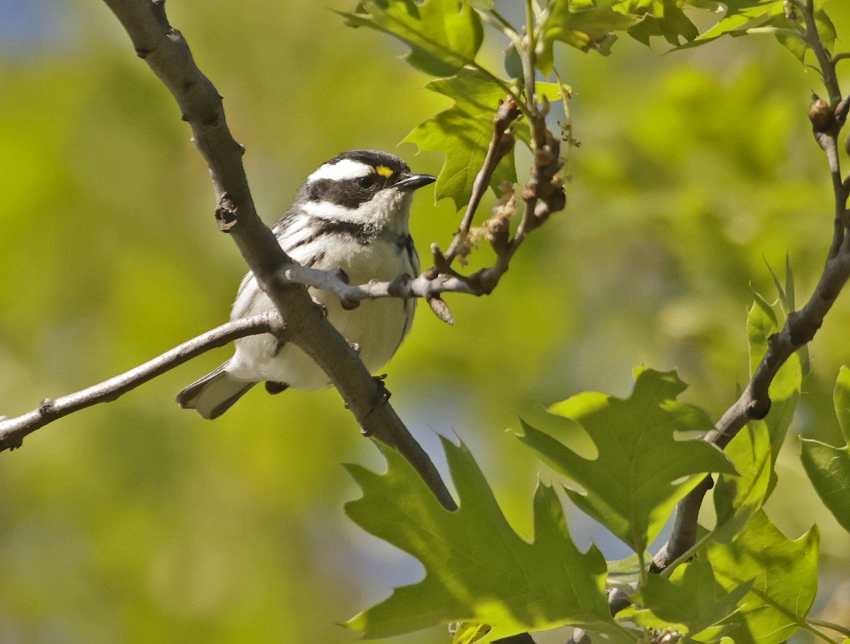 Black-throated Gray Warbler - Norman Barrett