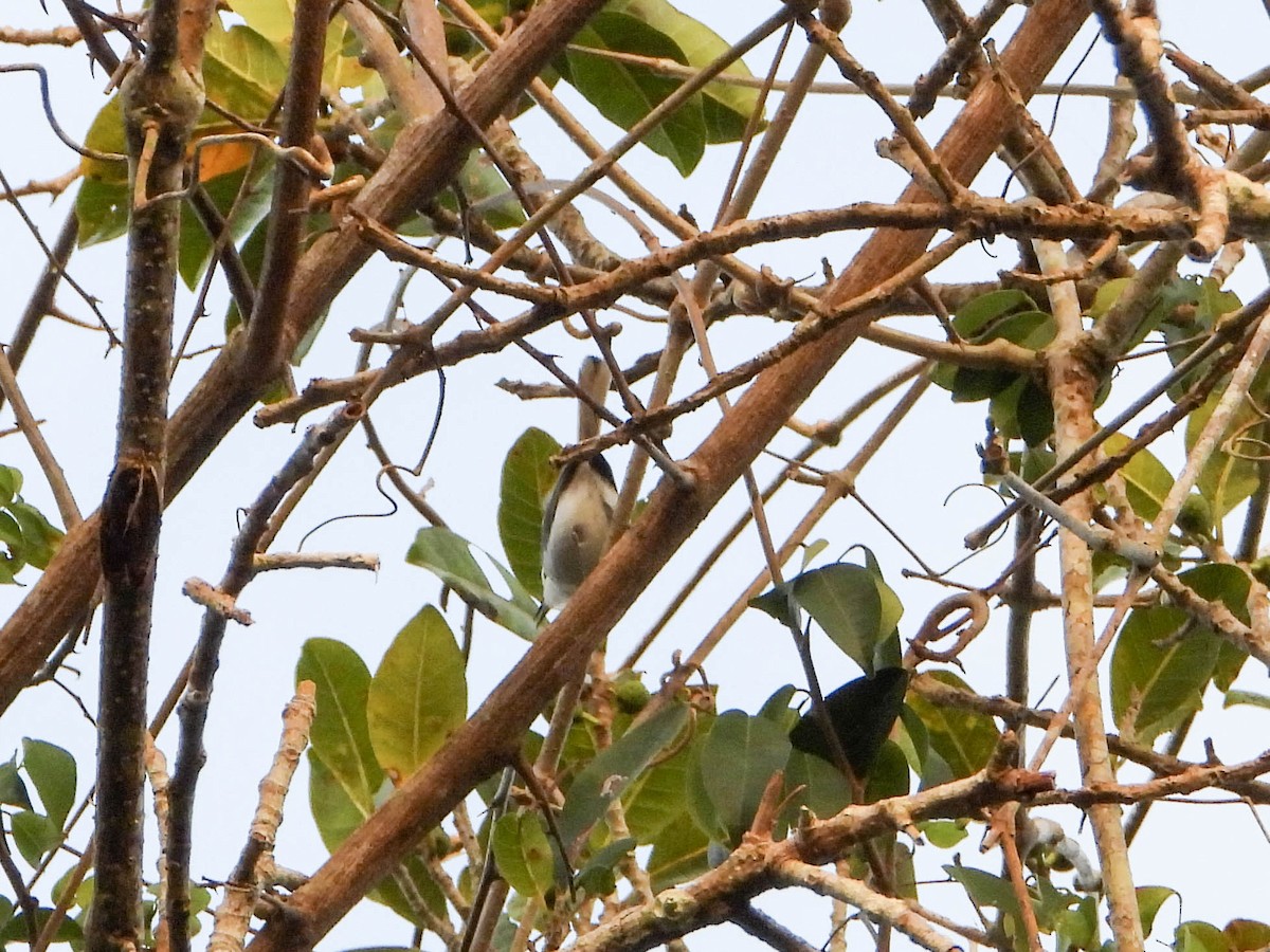 White-browed Gnatcatcher - ML617740298