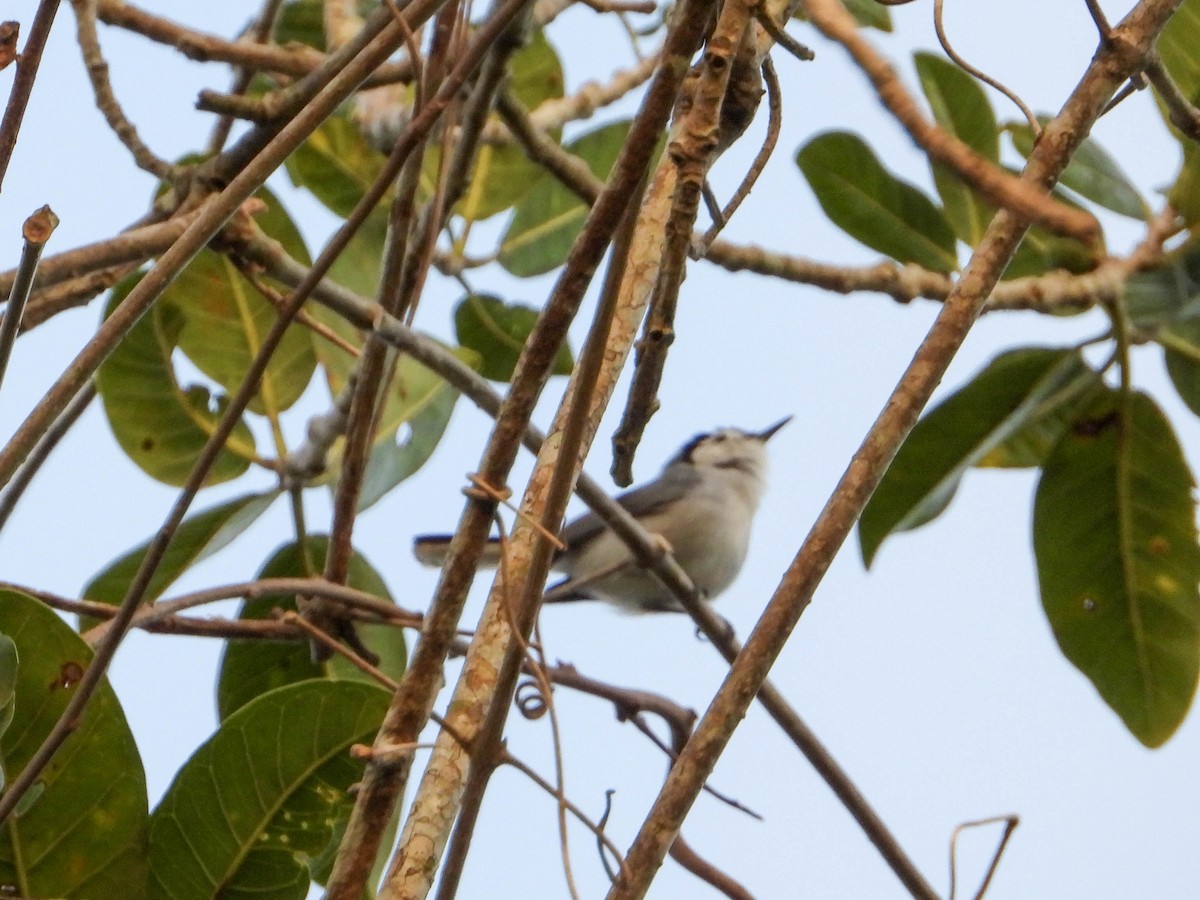 White-browed Gnatcatcher - ML617740299