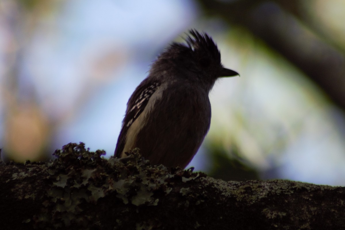 Variable Antshrike - ML617740351