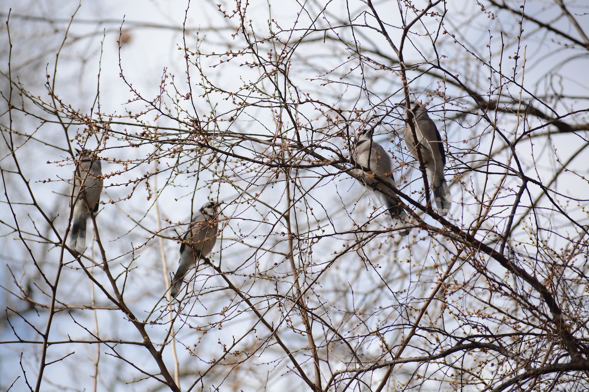 Blue Jay - ML617740374