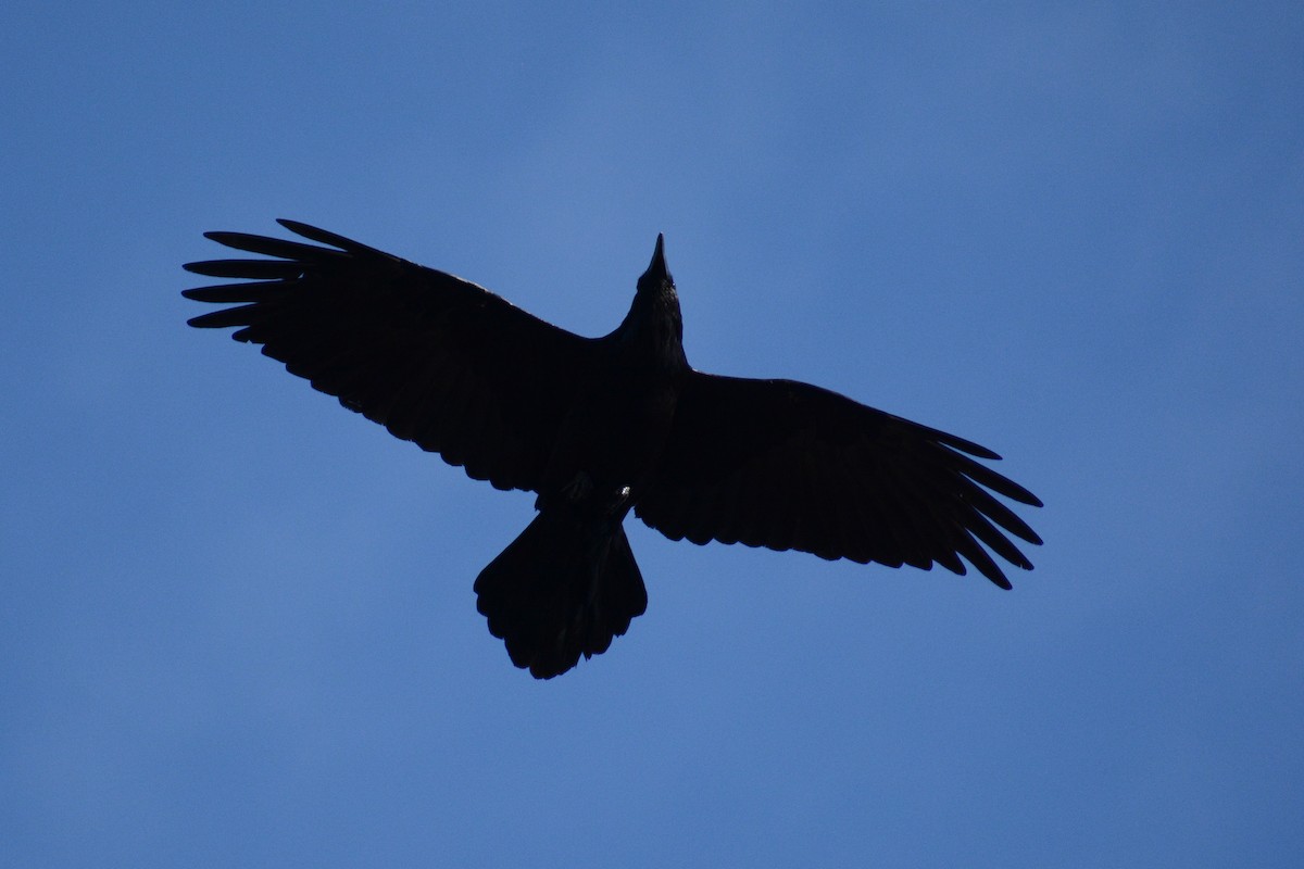 Common Raven - David Jeffrey Ringer