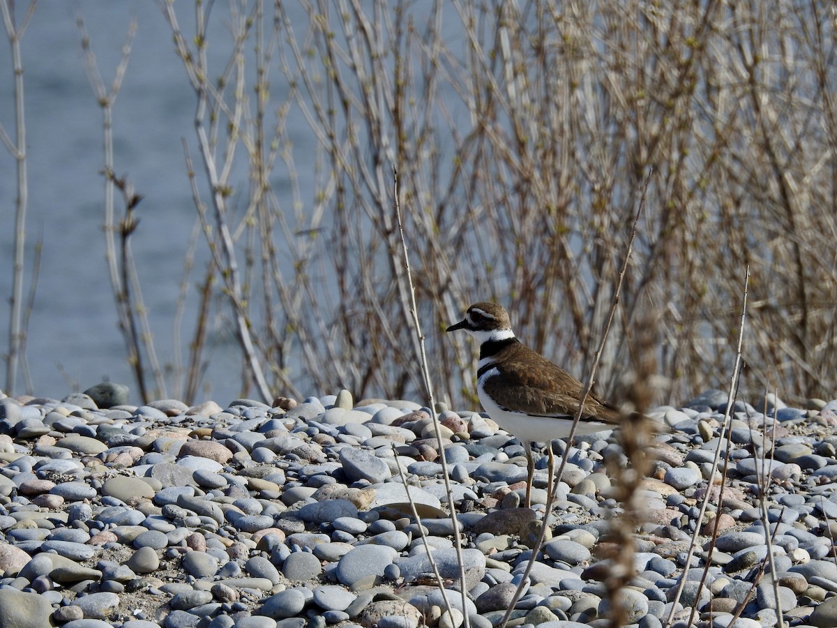 Killdeer - ML617740456