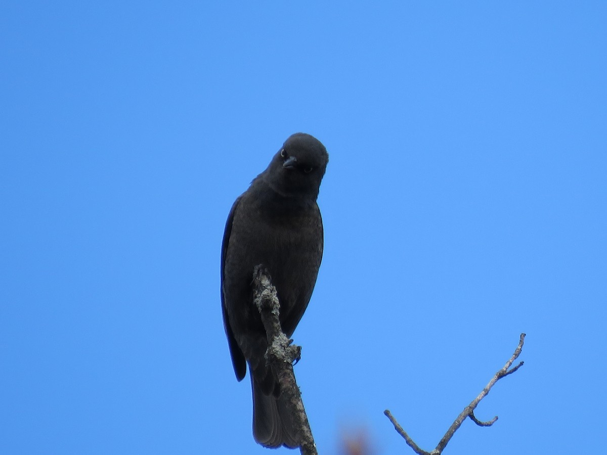 Rusty Blackbird - ML617740464