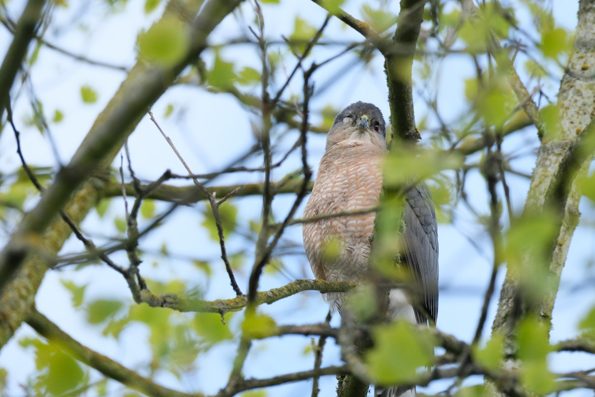 Cooper's Hawk - Alex Leeder