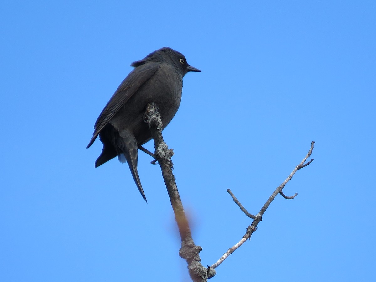 Rusty Blackbird - ML617740491