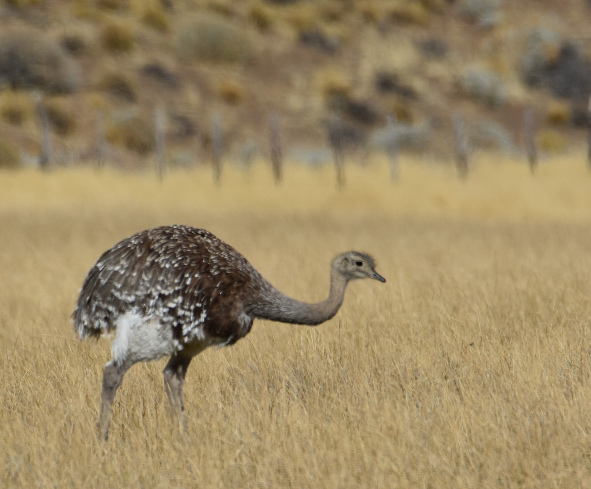 Lesser Rhea - ML617740499