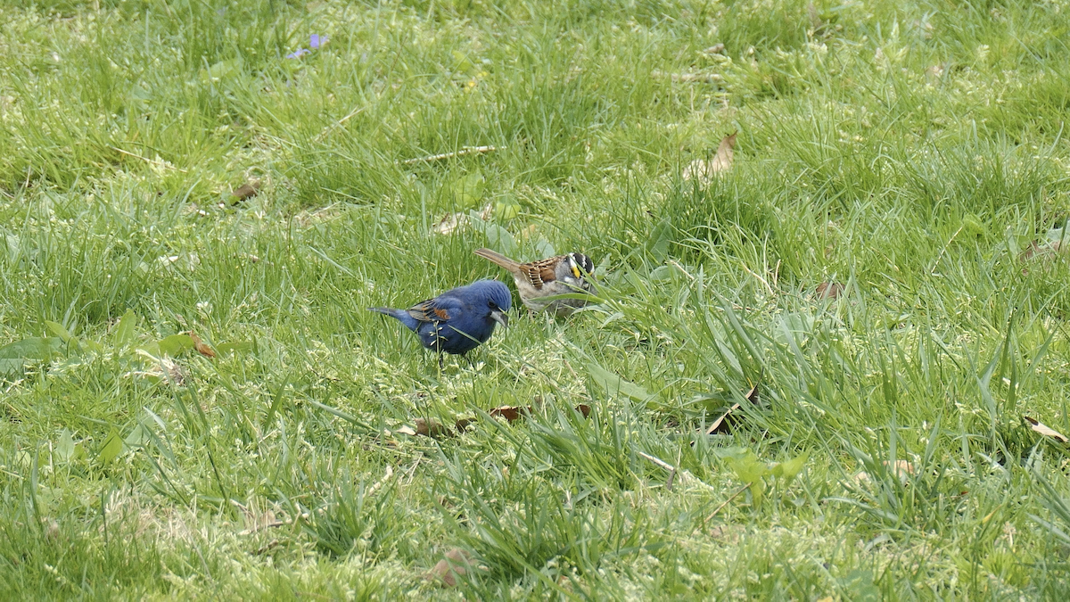 Blue Grosbeak - ML617740533