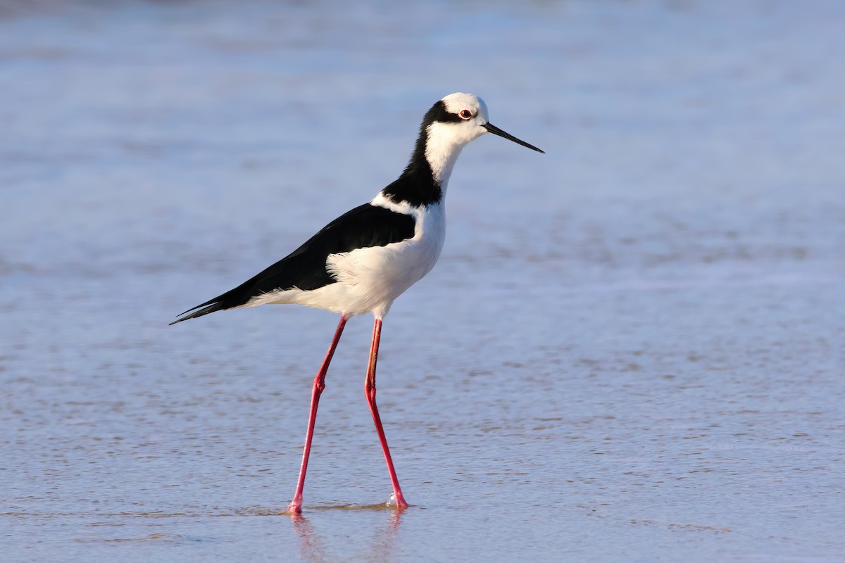 Black-necked Stilt - Fabio Landmeier