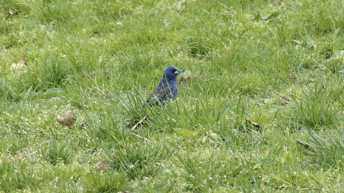 Guiraca bleu - ML617740555