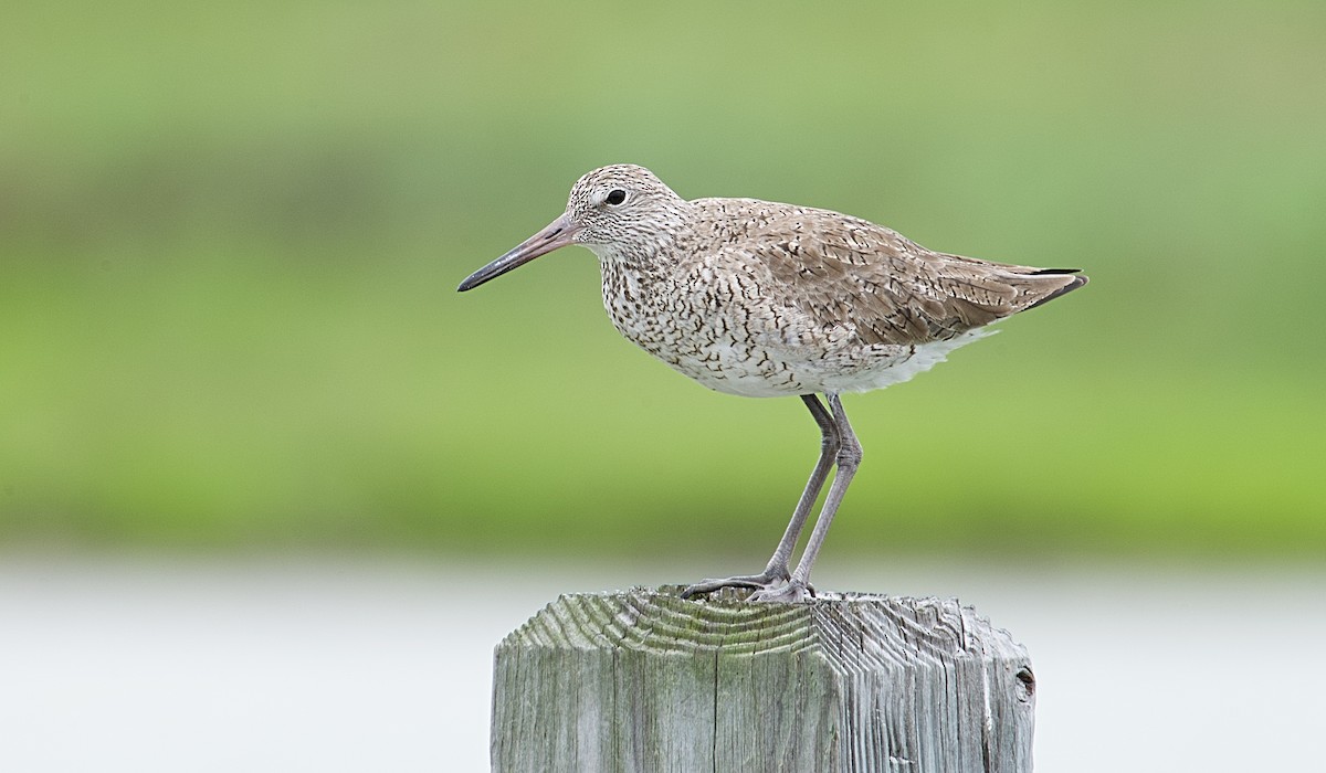 Willet - Larry Wielgot