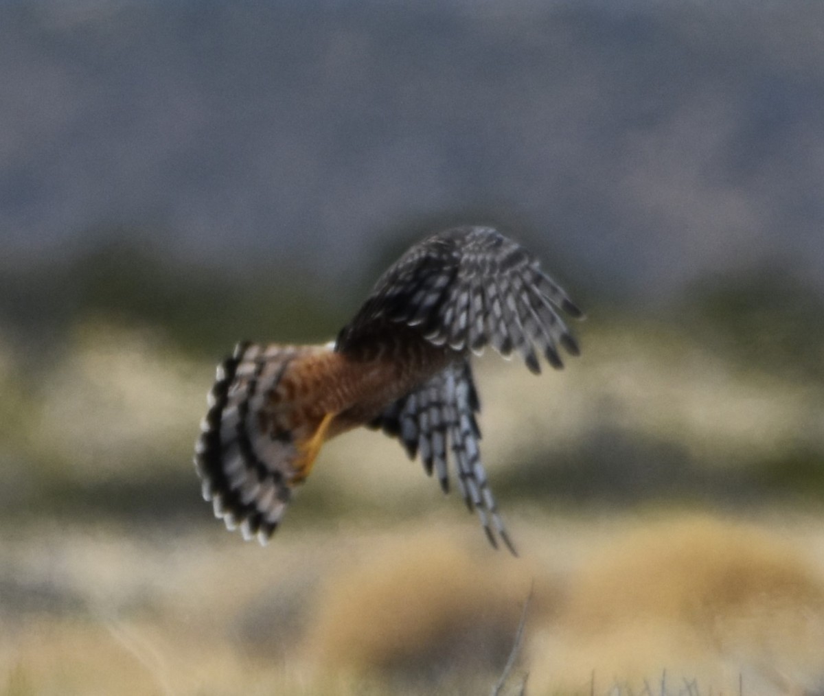 Cinereous Harrier - ML617740606