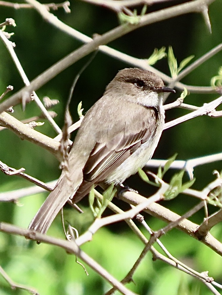 Eastern Phoebe - ML617740667