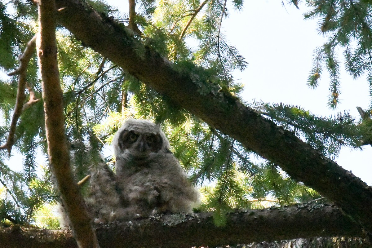 Great Horned Owl - ML617740678