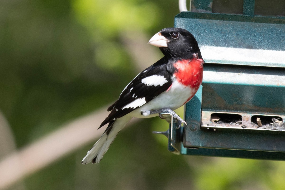 Rose-breasted Grosbeak - ML617740681