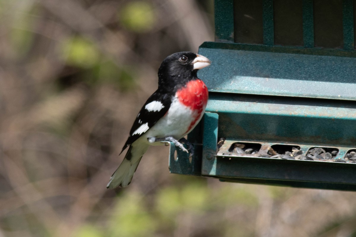 Rose-breasted Grosbeak - ML617740682