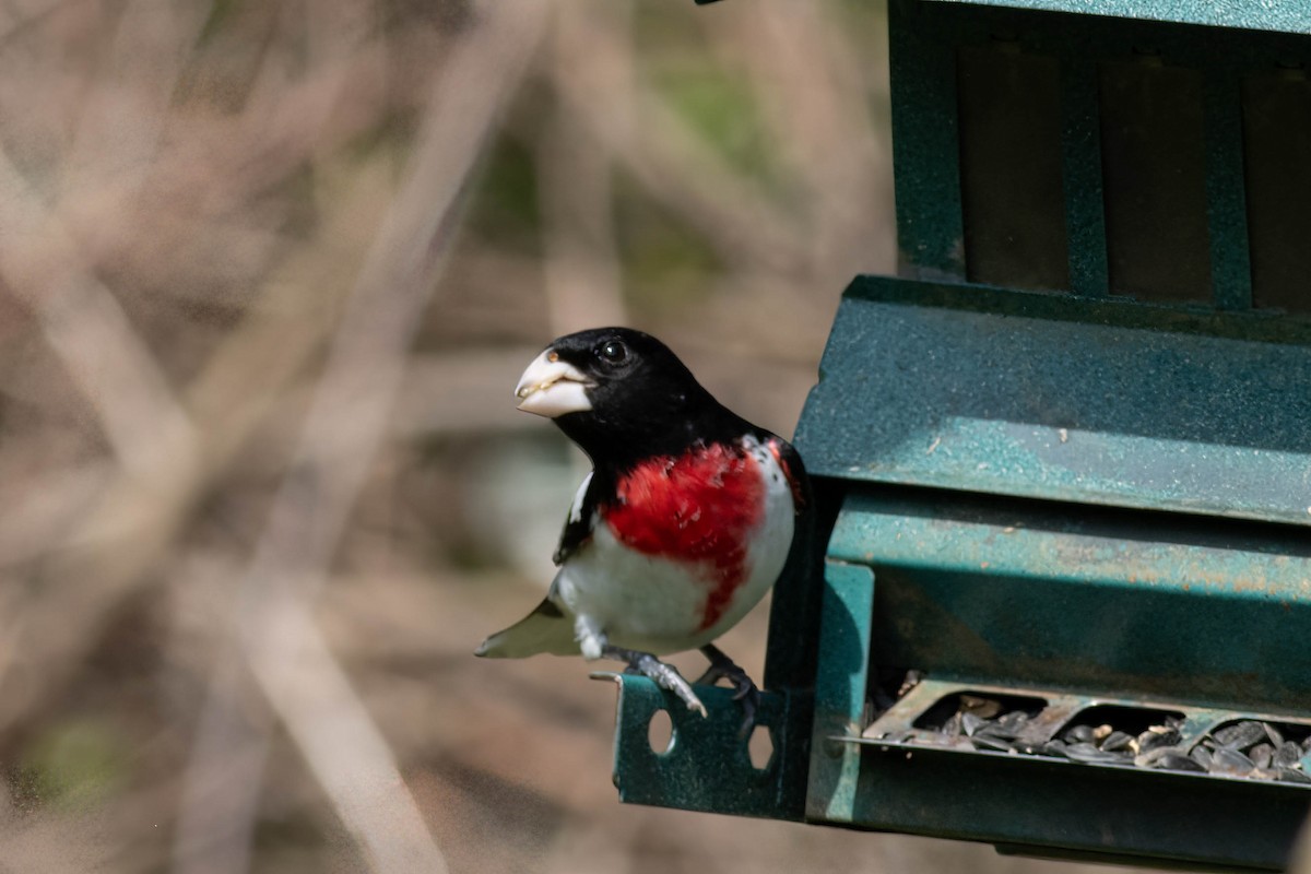 Rose-breasted Grosbeak - ML617740683