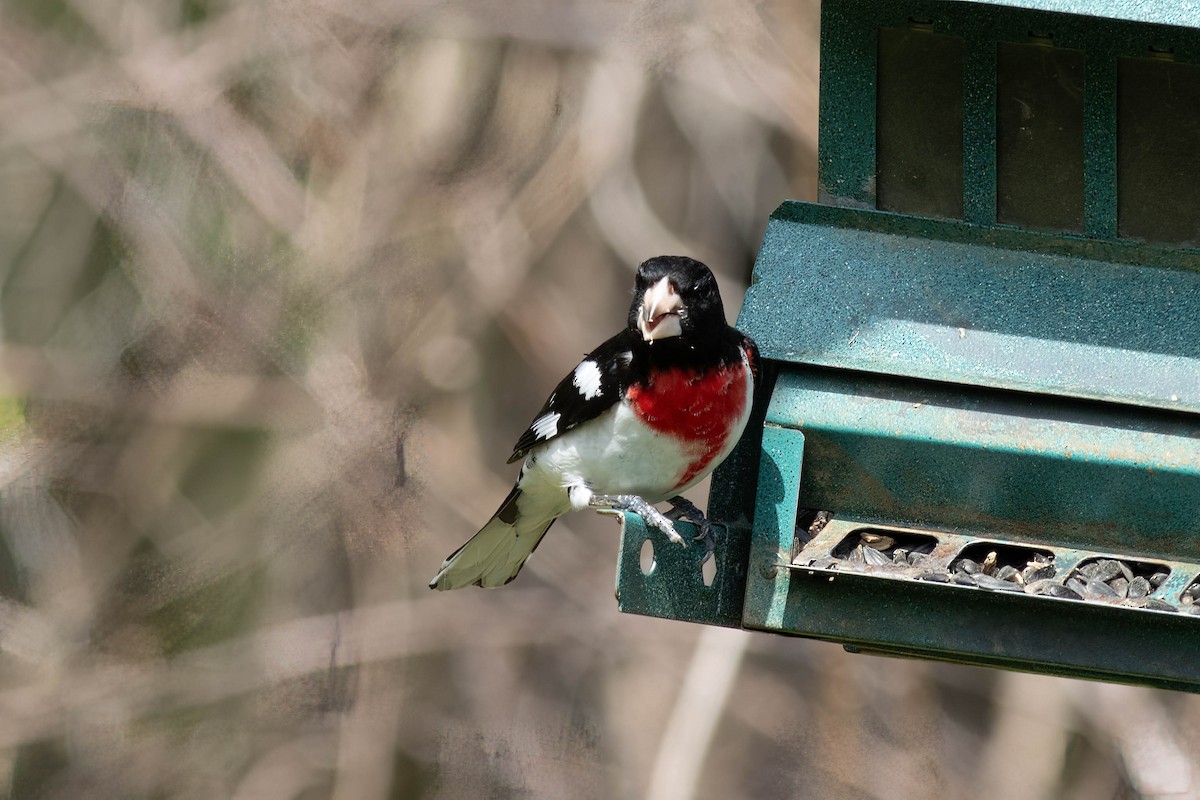 Rose-breasted Grosbeak - ML617740685