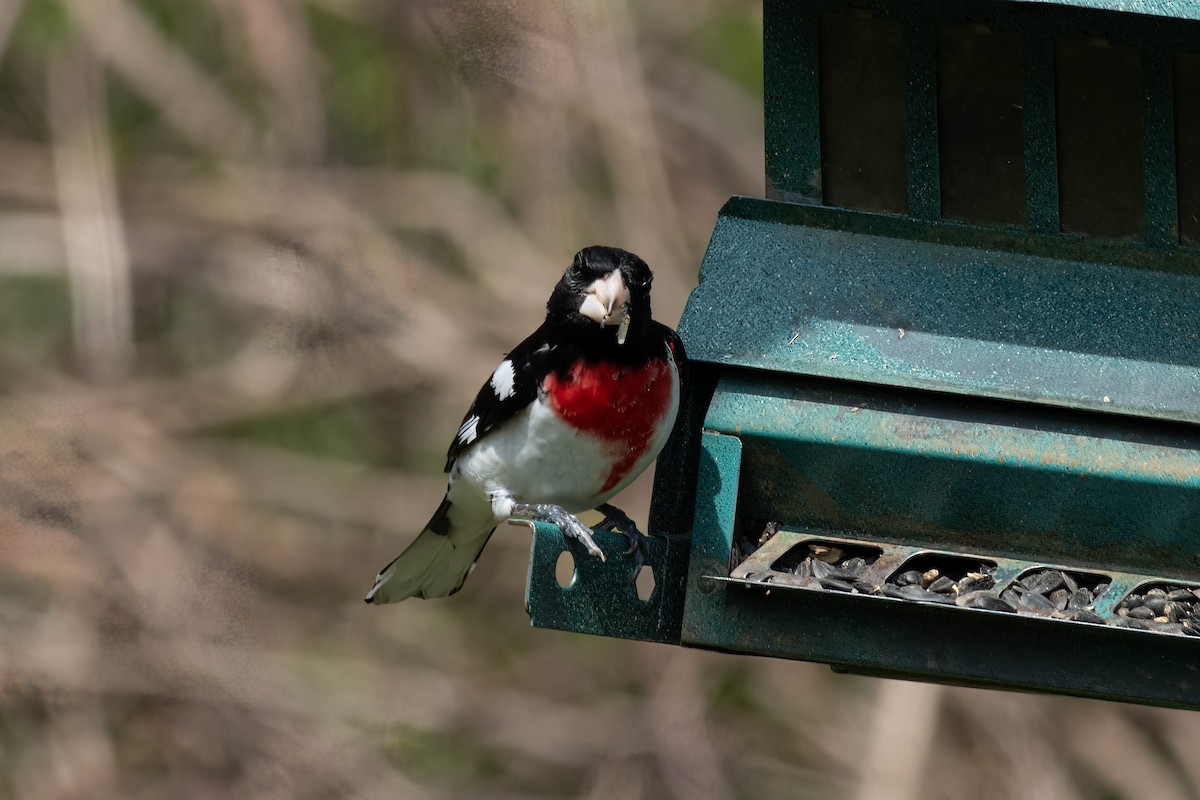 Rose-breasted Grosbeak - ML617740688