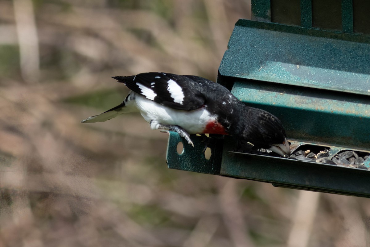 Rose-breasted Grosbeak - ML617740690