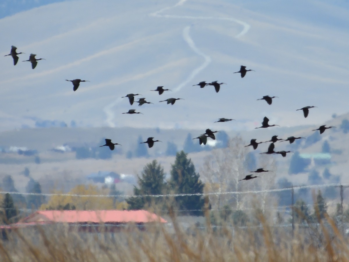 White-faced Ibis - ML617740722