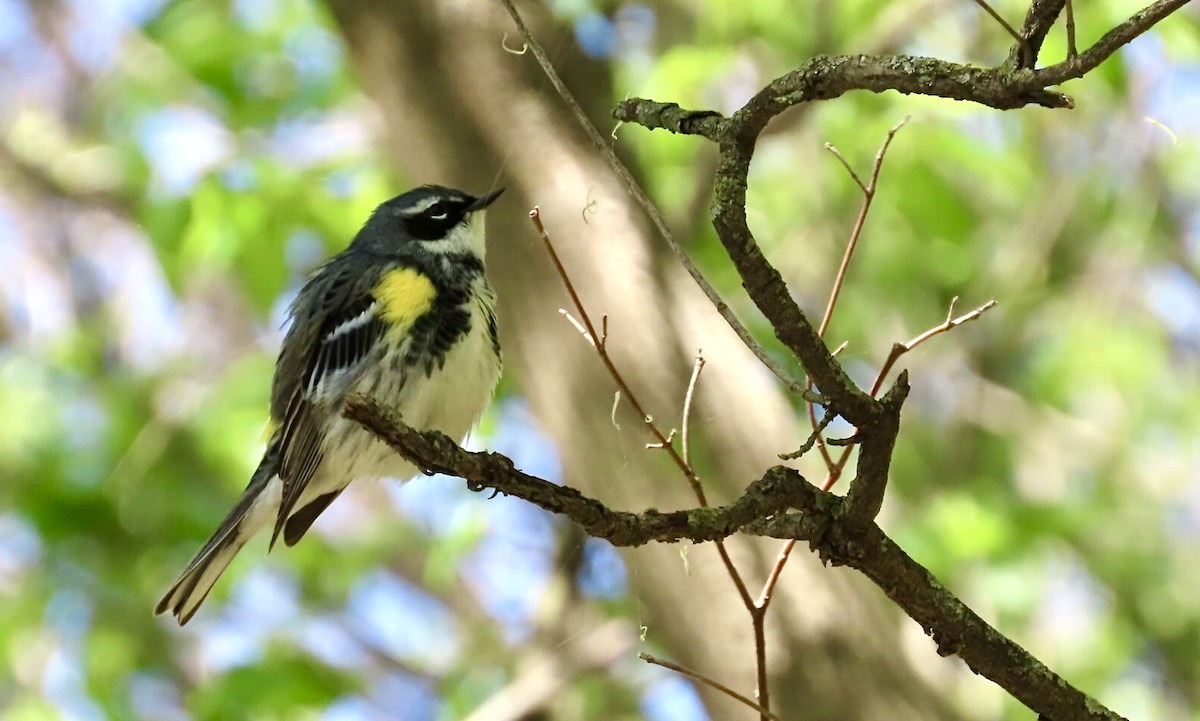 lesňáček žlutoskvrnný (ssp. coronata) - ML617740727