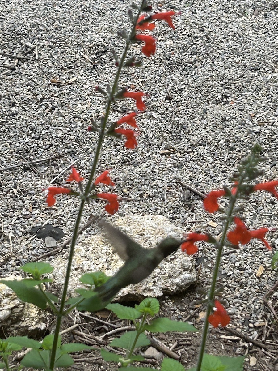 Colibri à gorge noire - ML617740736