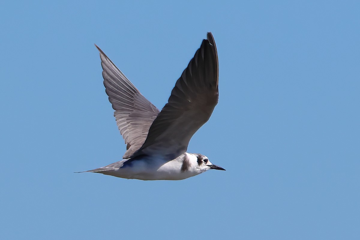 Black Tern - ML617740758