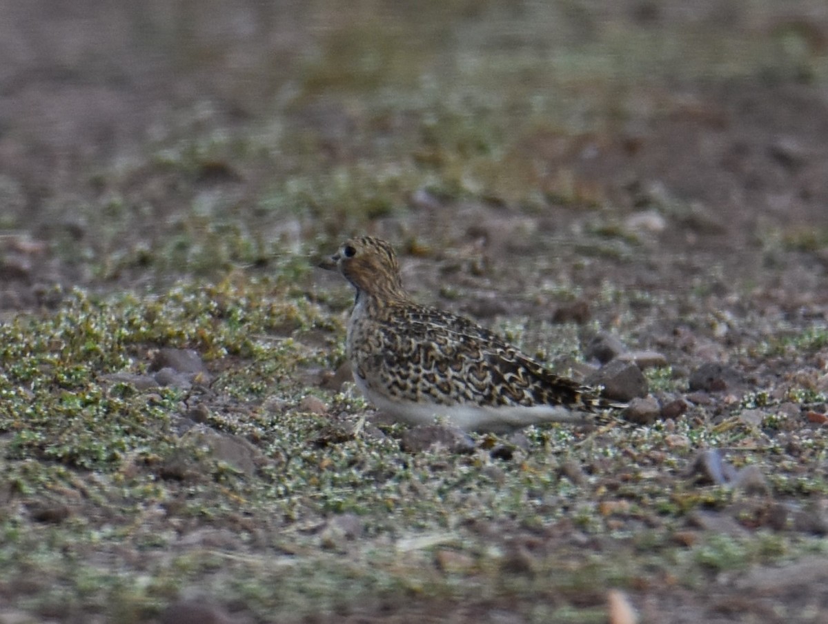 Least Seedsnipe - ML617740787