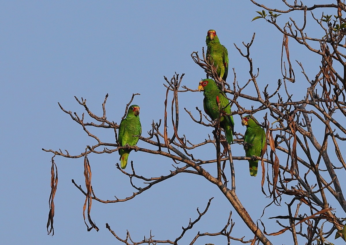 White-fronted Parrot - Carles Juan-Sallés