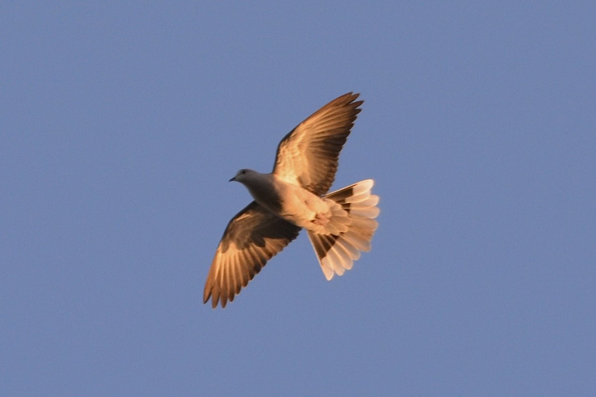 Eurasian Collared-Dove - ML617740807