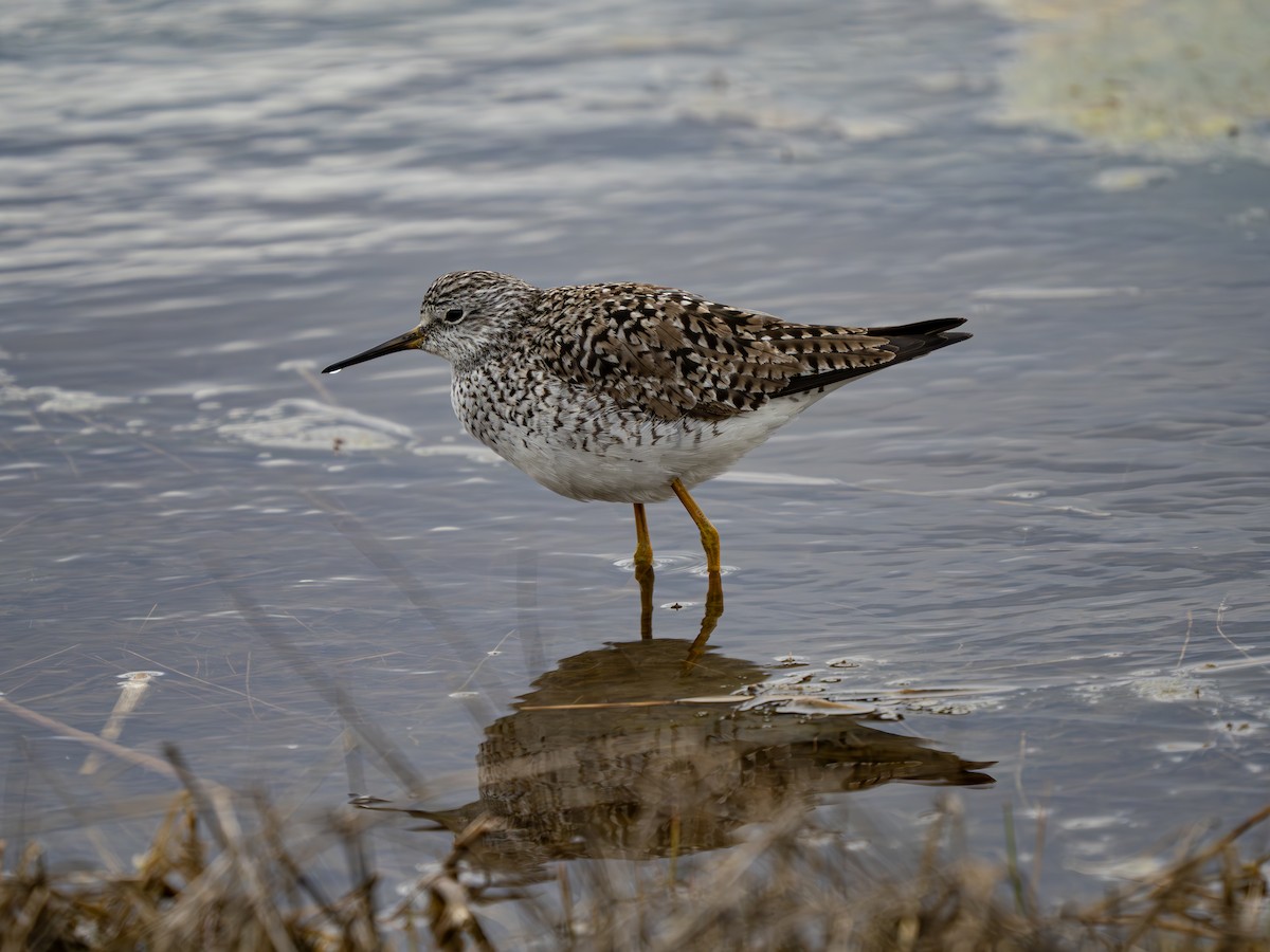 Lesser Yellowlegs - Chris Petherick