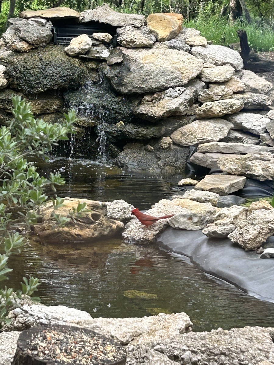 Northern Cardinal - ML617740821