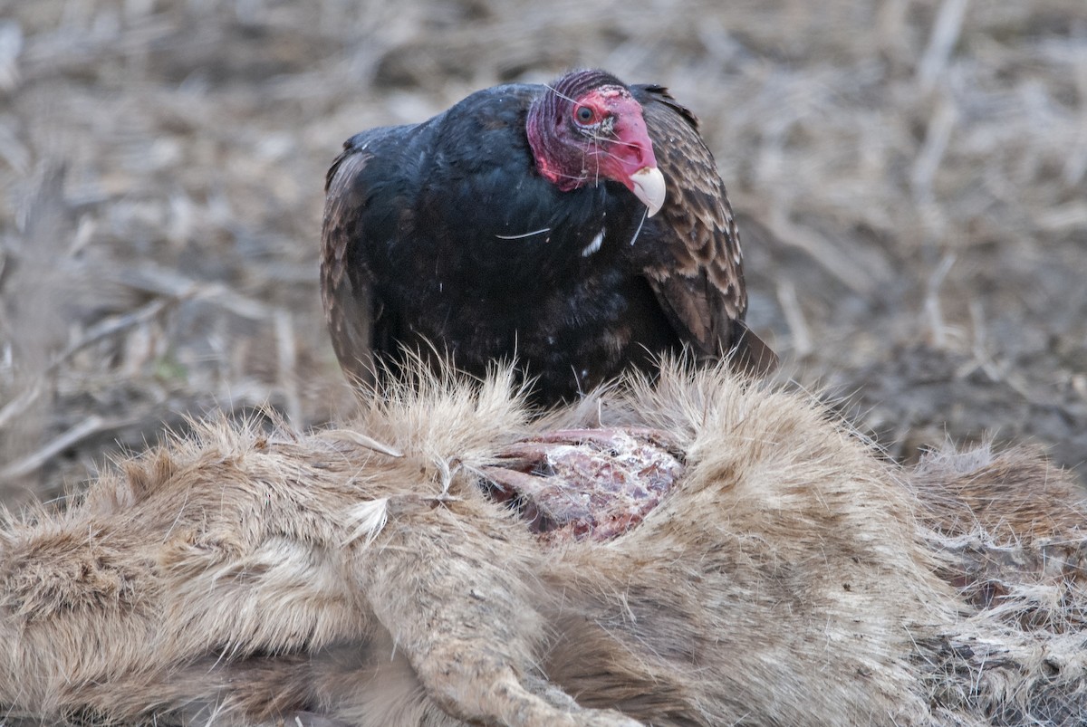 Turkey Vulture - ML617740844