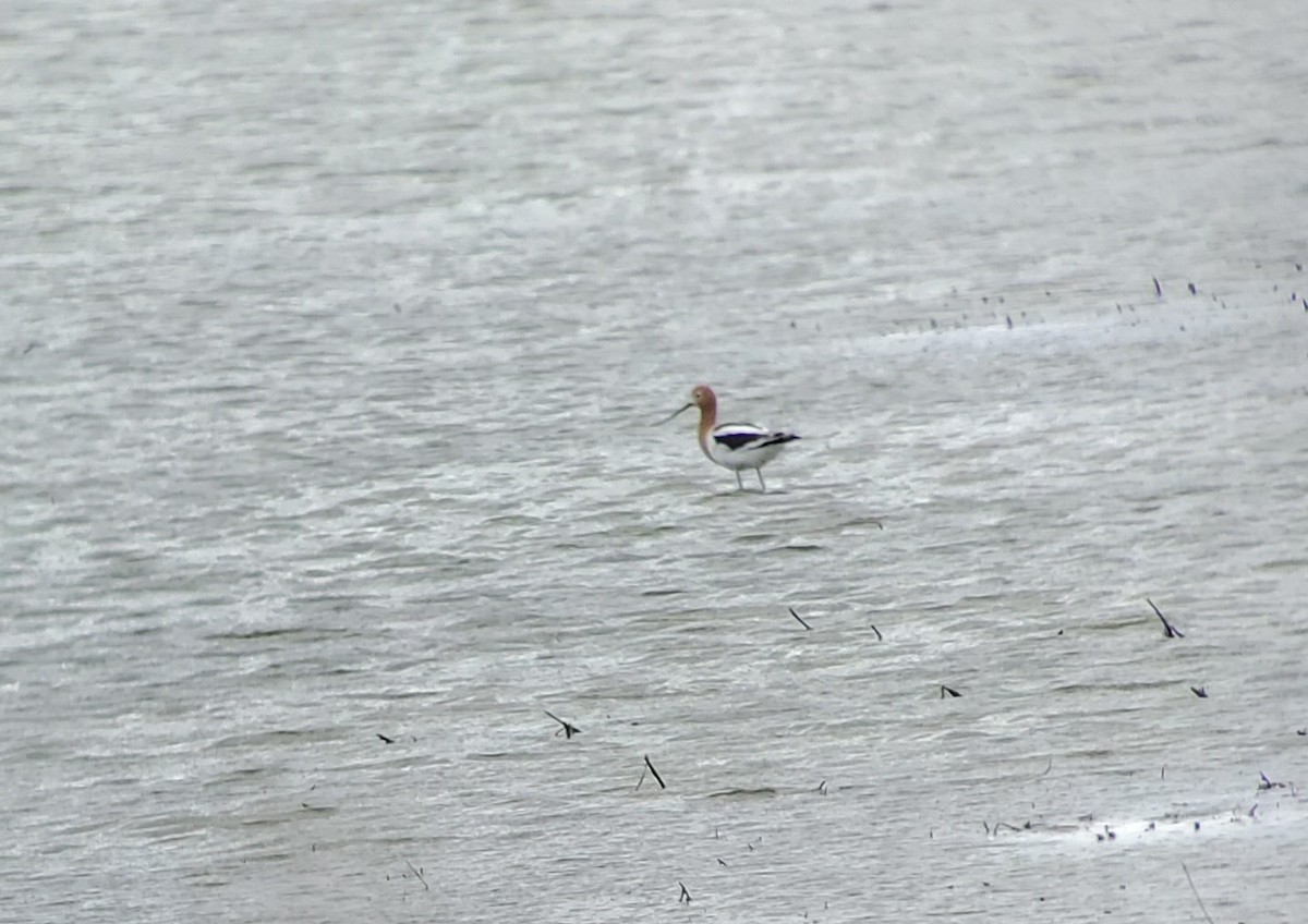 American Avocet - Neal Reilly